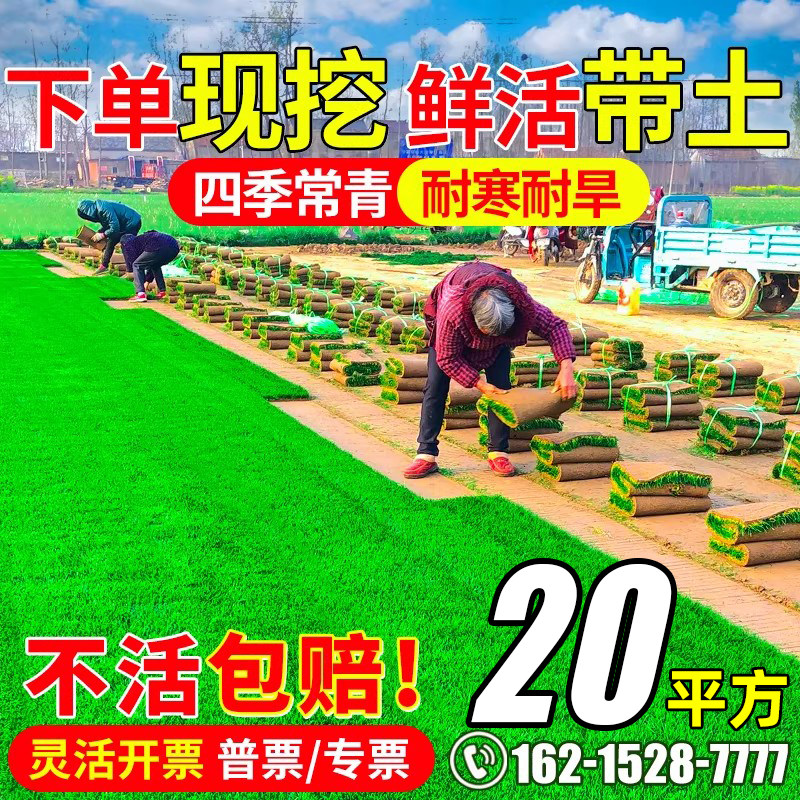 真草坪带土草皮马尼拉四季青