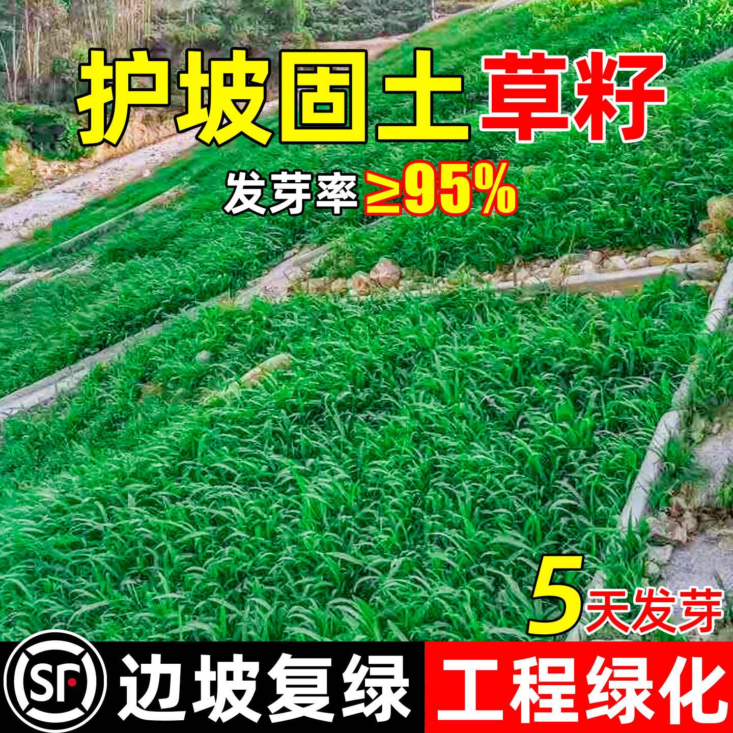 四季常青护坡固土耐寒耐旱边坡绿化草坪种子黑麦草高羊茅黑麦草籽