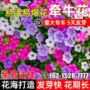 牵牛花种子景区花海打造喇叭花籽室外爬藤四季种植野花组合花种籽