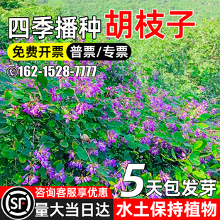 胡枝子种子生态修复灌木草籽四季播种多年生护坡固土工程绿化种籽