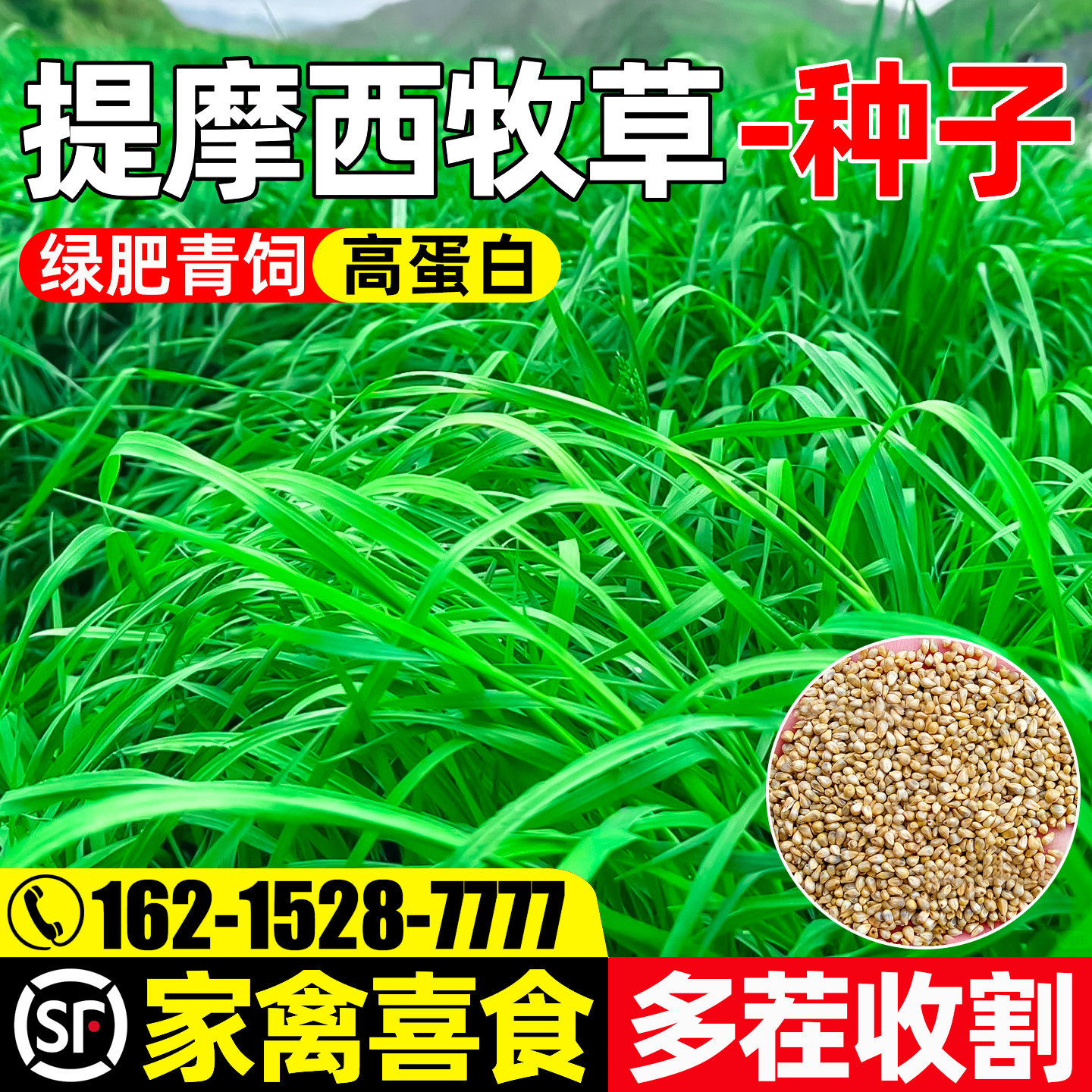 提摩西四季高产畜牧养殖兔荷兰猪