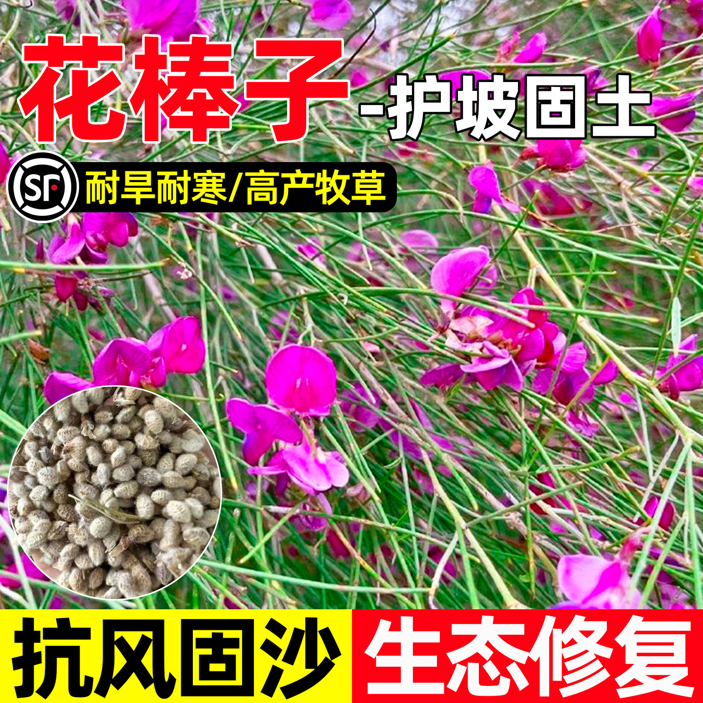 花棒种子多年生牧草种籽防风固沙细枝岩黄芪水土保持荒漠绿化草籽