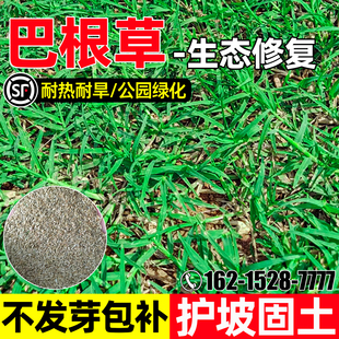 巴根草种子耐热耐旱生态修复护坡固土草籽四季常青多年生草坪种籽