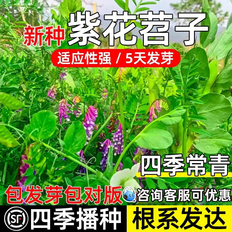 紫花苕子牧草种子果园绿肥毛苕子