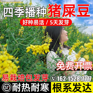 猪屎豆种子多年生护坡固土灌木草籽耐寒耐旱工程绿化耐贫瘠草种籽