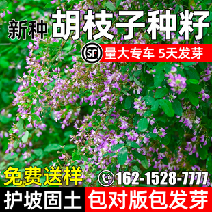 胡枝子种籽护坡固土绿化灌木草籽耐寒耐旱工程生态复绿多年生种子