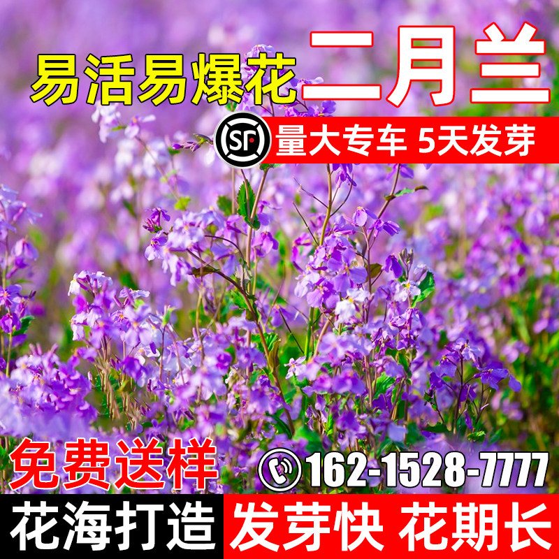 二月兰花子四季种植诸葛菜花种籽