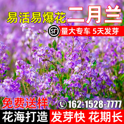 二月兰花子四季种植诸葛菜花种籽