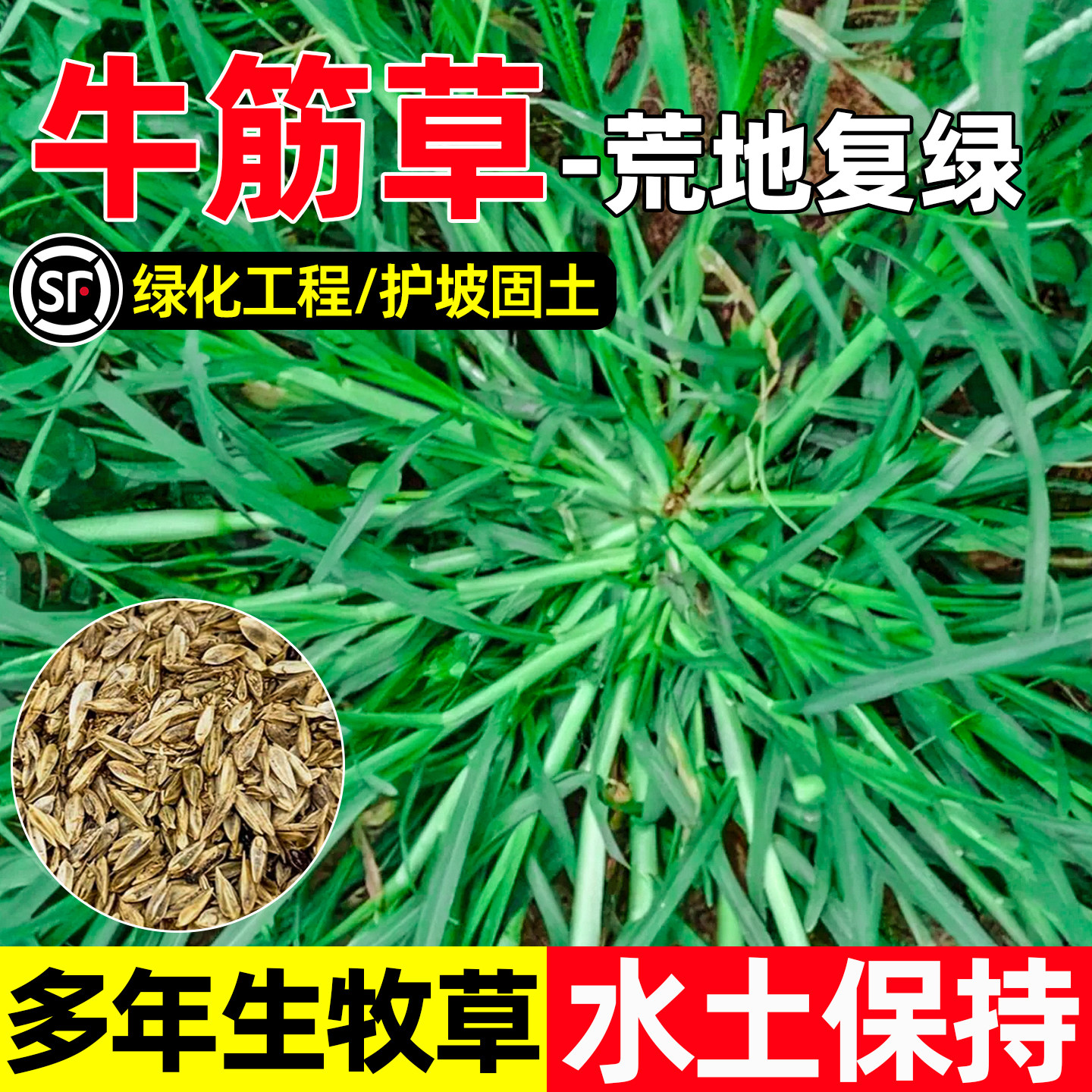 牛筋草种子多年生护坡固土绿化草籽水土保持荒地工程复绿草坪种籽