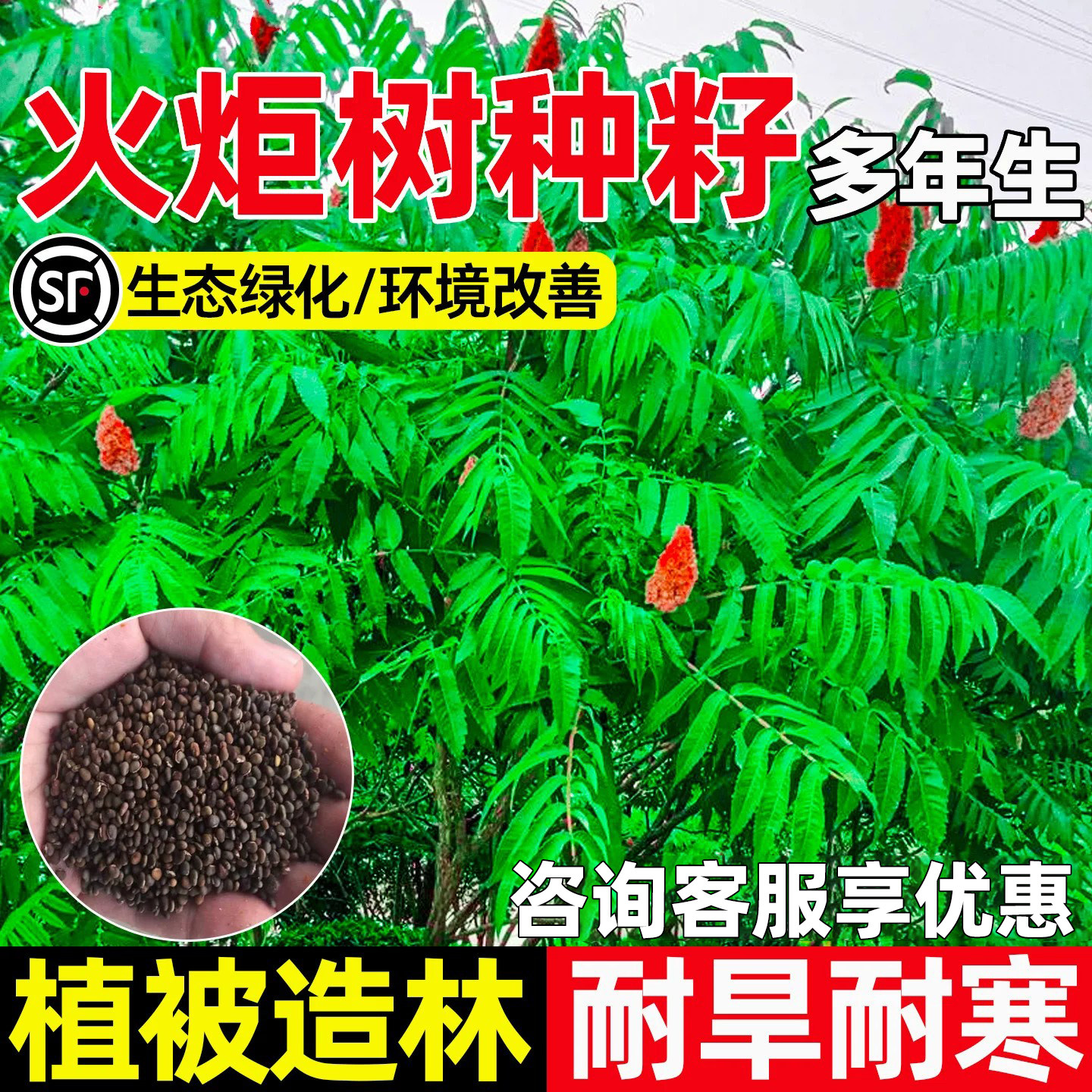 火炬树生态绿化环境改善植被造林