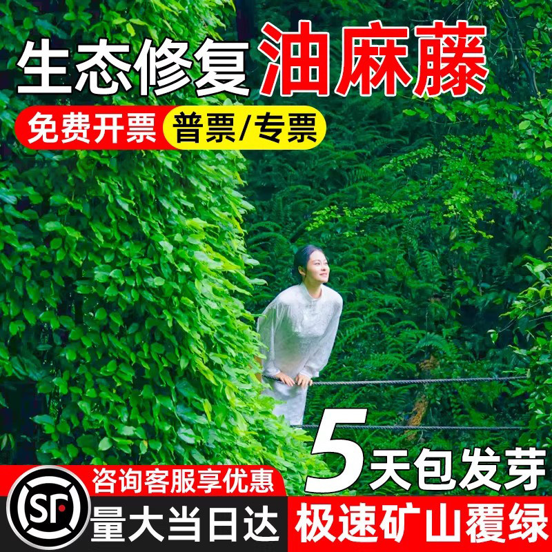 油麻藤种子生态复绿爬藤种籽耐寒