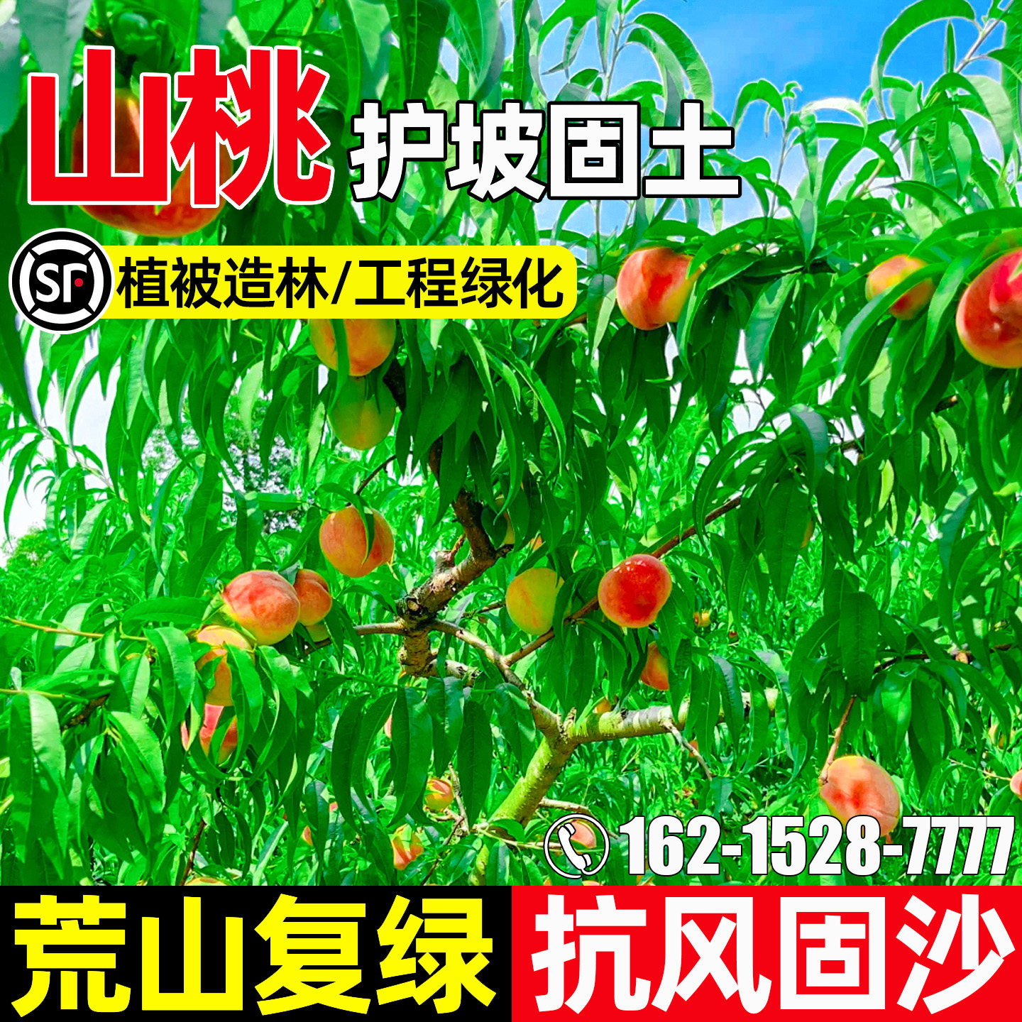 山桃树种子多年生护坡固土草籽植被造林工程绿化荒山复绿灌木种子