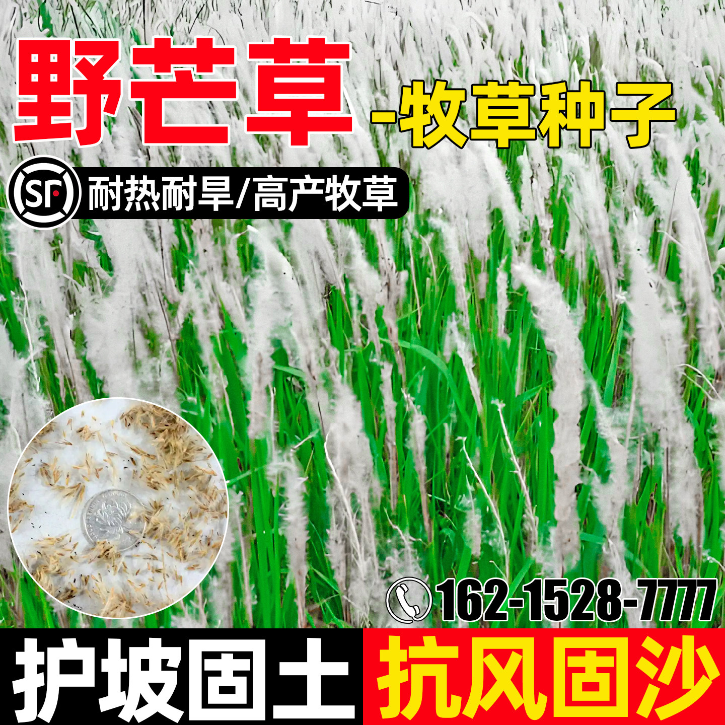 野芒草种子耐旱耐旱抗风固沙多年生护坡固土草籽四季高产牧草种籽