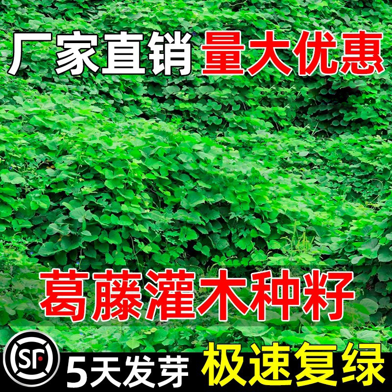 葛藤种子矿山复绿爬山虎油麻藤