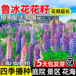 鲁冰花种子四季种植庭院别墅公园花海景观羽扇豆种籽野花组合花籽