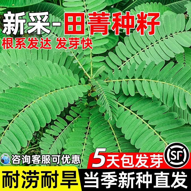 田菁种子多年生新采田菁四季常青