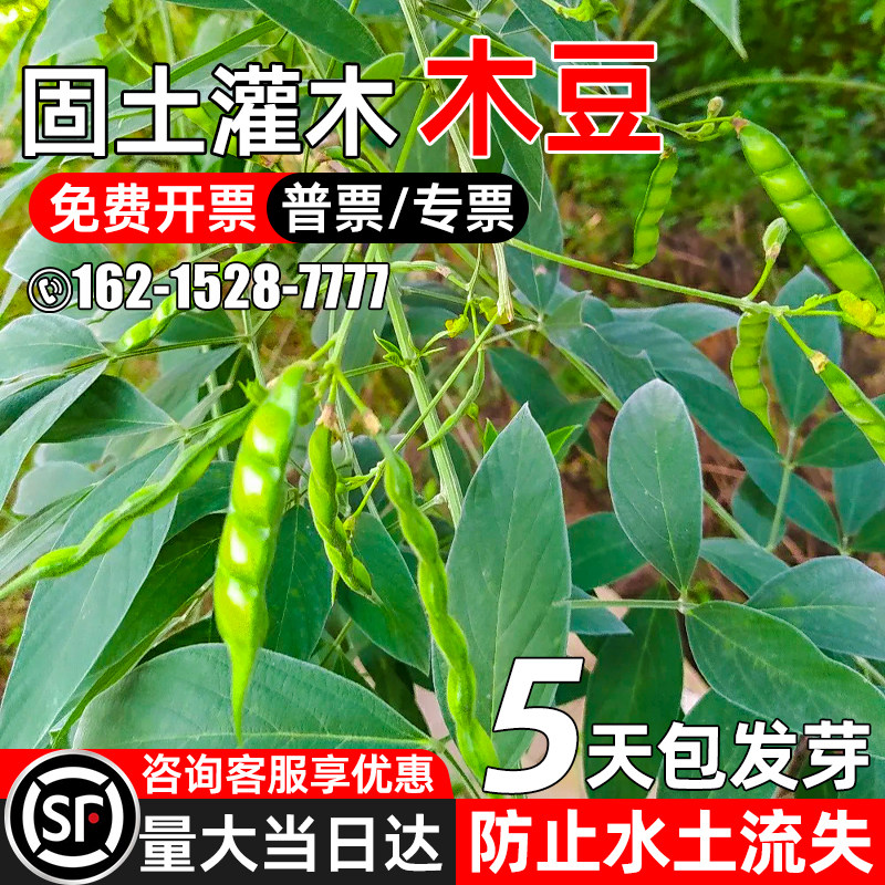 木豆种子护坡固土灌木四季结果