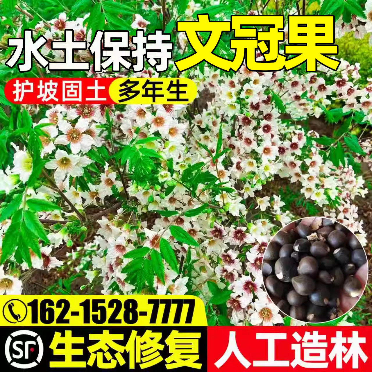 文冠果生态修复护坡固土人工造林