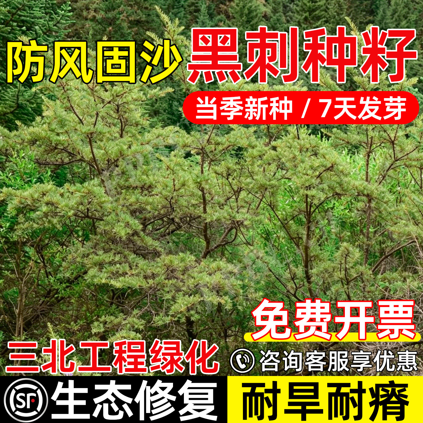 黑刺耐盐碱防风固沙灌木绿化草籽