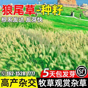 狼尾草种子四季常青多年生景观观赏公园道路绿化耐寒耐旱牧草种籽
