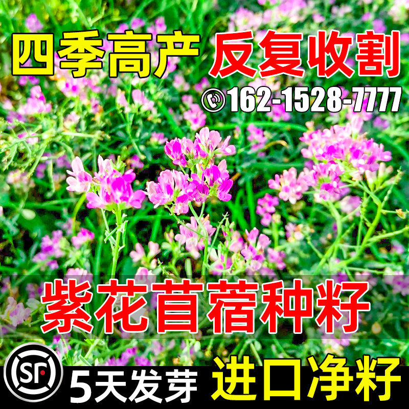 紫花苜蓿多年生高蛋白四季常青