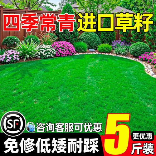 草籽四季常青免修剪草坪种子护坡