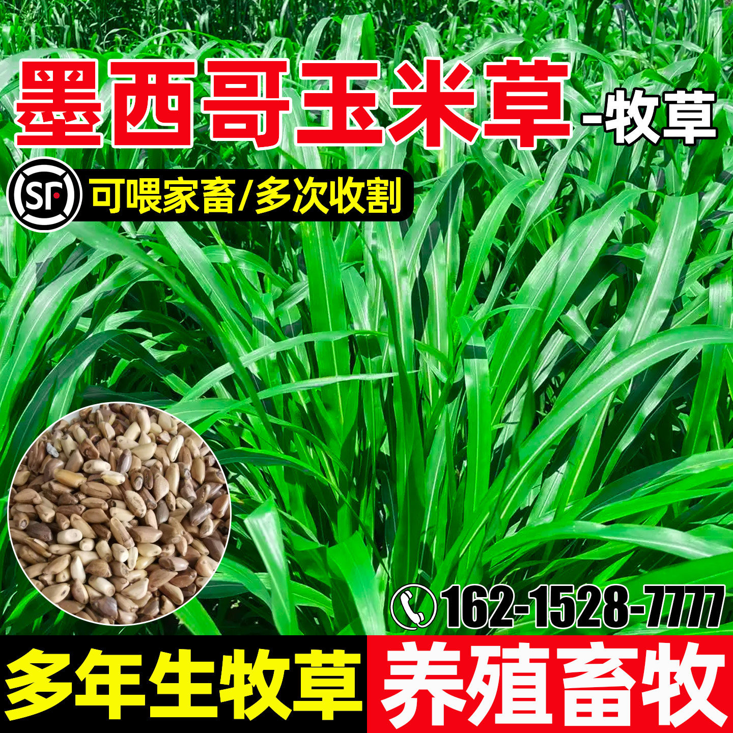 墨西哥玉米草种子多年生高产牧草种籽畜牧养殖多茬收割高蛋白草籽