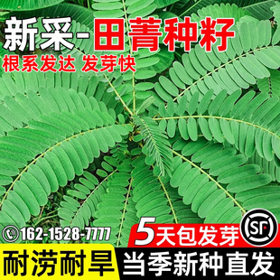 田菁种子多年生耐菁涝豆草籽四季高产饲用绿肥耐涝耐寒耐贫瘠种籽