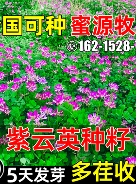 紫云英种籽四季高产红花草草籽多茬收割畜牧养殖果园绿肥固氮种子