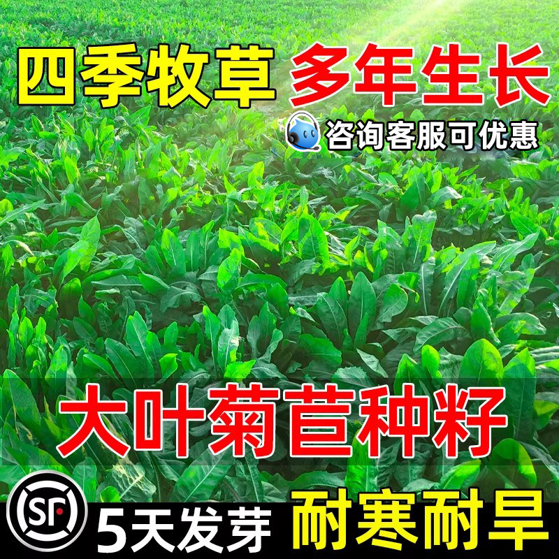 将军大叶菊苣草种籽高蛋白四季高产耐寒耐旱畜牧养殖多茬收割牧草