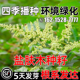 盐肤木种子多年生护坡固土灌木草籽生态复绿人工造林环境绿化种籽