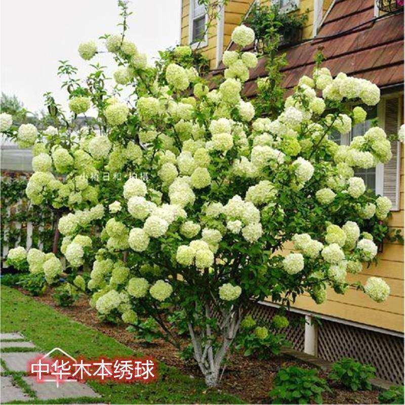 -锈球花树中华木秀球中华木绣球树苗大花斗球苗木本绣球琼花树苗