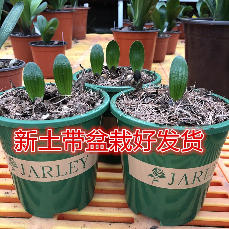 长春刘姐君子兰名贵国宝级精品小苗室内绿植盆栽花卉圆头和尚油.