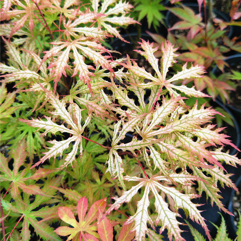 女精灵枫树苗 园艺盆栽 庭院植物阳台盆栽槭树绿植植物