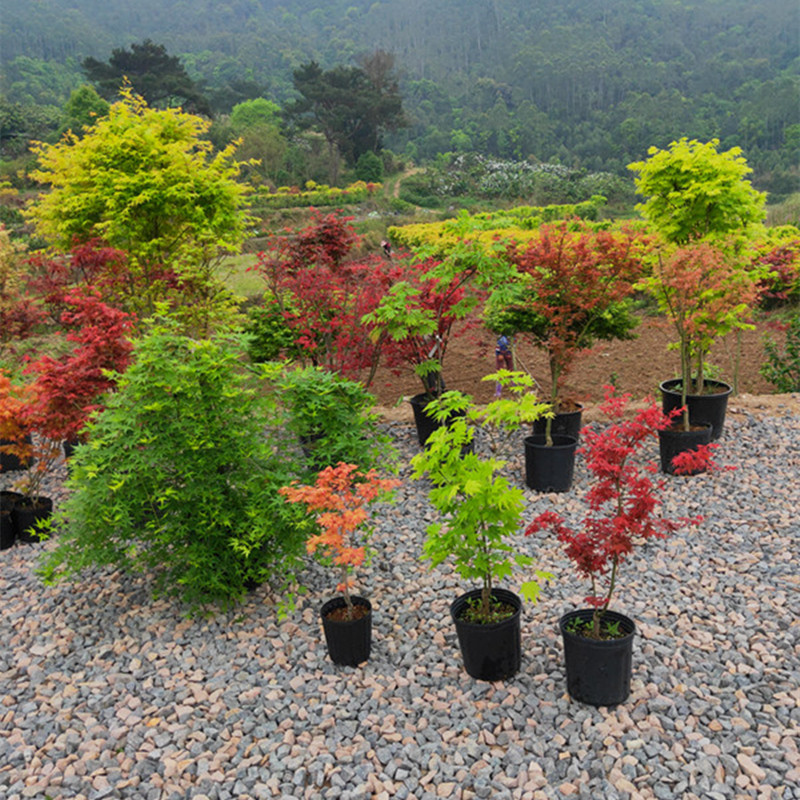 枫树原生苗 红枫盆栽阳台植物盆景素材彩叶进口品种