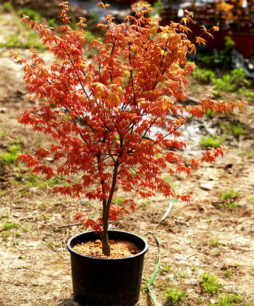 日本枫树茜 红枫盆栽树苗彩色树种小叶鸡爪槭山红叶盆景 花园盆栽