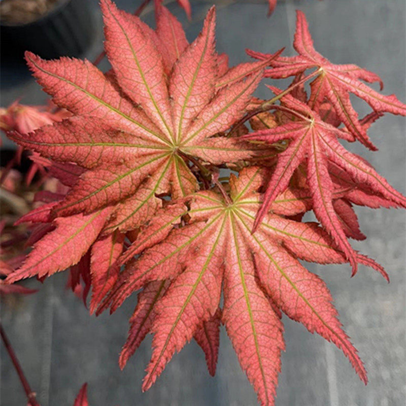 枫树桃子奶油日本红枫盆景园艺素材枫树树苗花园庭院植物日式阳台