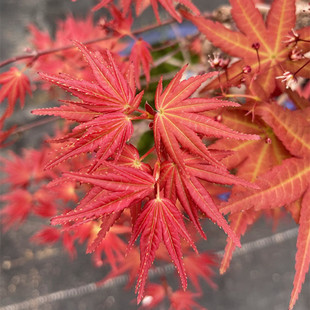 日本红枫 青玄 盆栽红枫树苗 花园植物