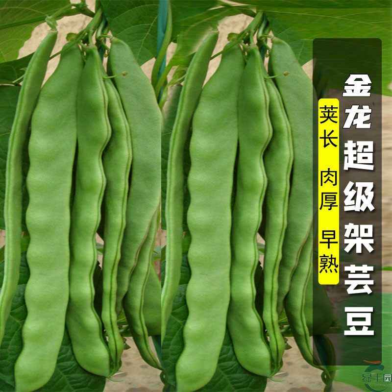金龙架豆王种子四季豆种籽荚扁豆种嫩果荚无筋品质佳绿色高产种孑