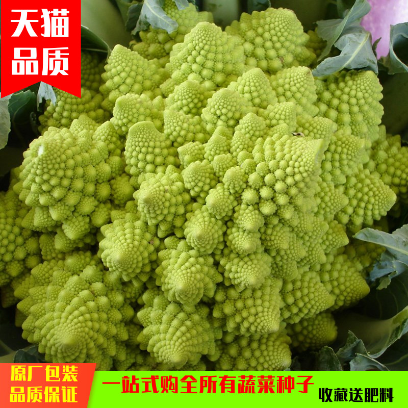 意大利宝塔菜种籽花椰菜种子四季种蔬菜种子春播种蔬菜种孑包邮 意大利宝塔菜种籽花椰菜种子四季种蔬菜种子春播种蔬菜种孑包邮