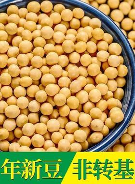 东北黑龙江黄豆农家自产大黄豆五谷杂粮豆类豆浆生豆芽黄豆