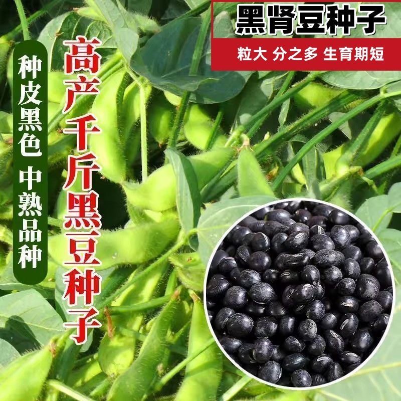 黑豆种子高产抗病种籽大志非转基因大田农家春夏耐高温专用种子图片