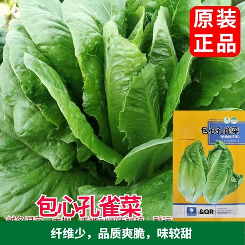 包心孔雀菜种子四季种子生吃脆甜高营养包心生菜秋冬大田沙拉生菜