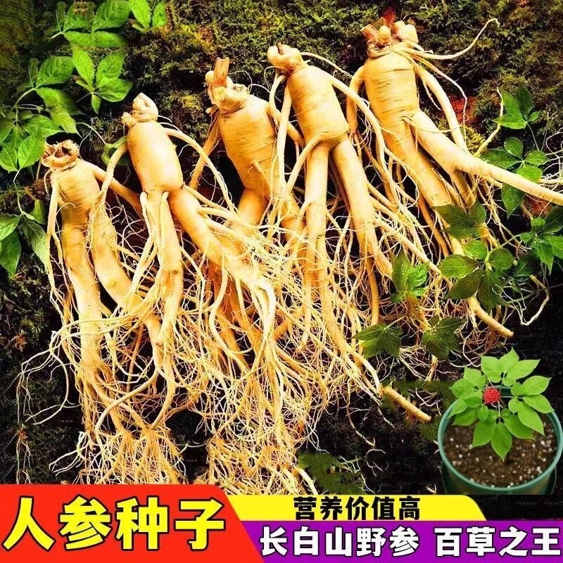 长白山人参种子一年四季种植盆栽西洋参种子草本植物药材种子