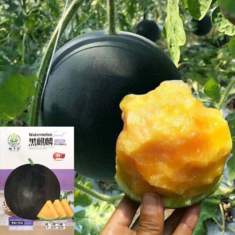 黑麒麟西瓜种子 黑皮黄肉 高糖甜脆多汁 高产高抗黄瓤西瓜种籽