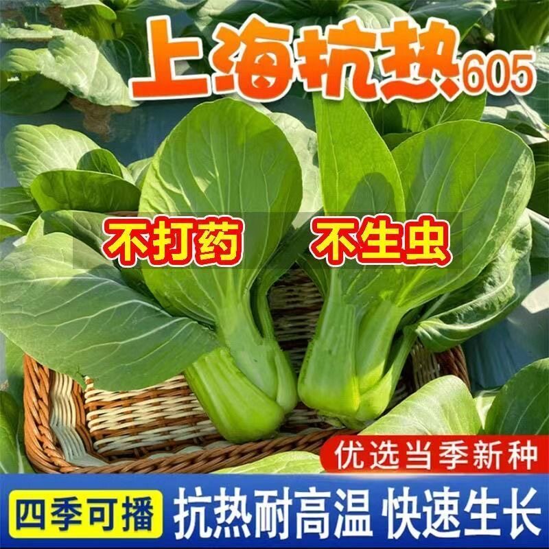 上海抗热605耐热上海青小油菜青梗菜夏季秋季耐高温新鲜蔬菜种子