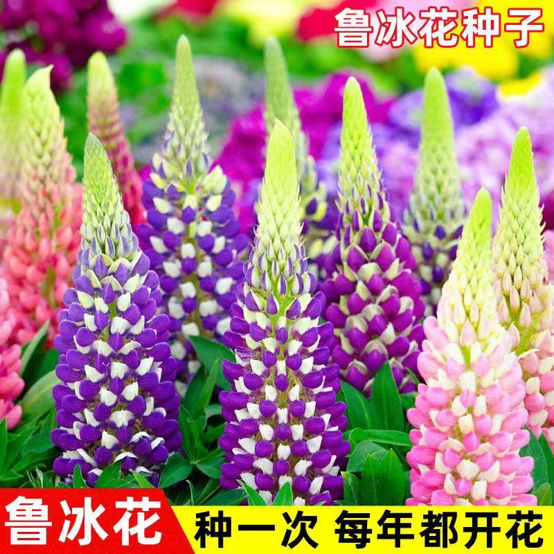 鲁冰花种子易种多年生草本羽扇豆四季花籽易活室外花种子耐寒花海