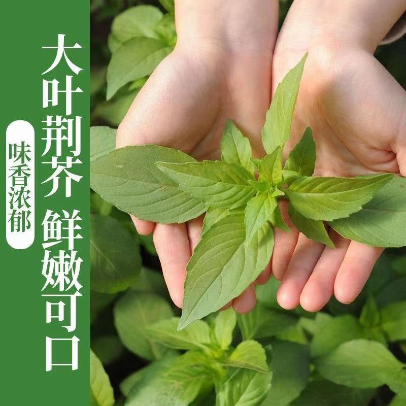 大叶荆芥种子河南罗勒种孑春秋菜籽种大全四季苋菜汉菜种籽蔬菜种