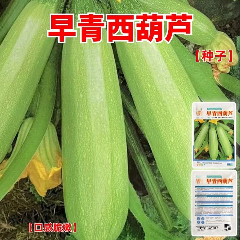 【今年新种子】西葫芦种子早青一代杂交西葫芦耐热春秋播蔬菜种子