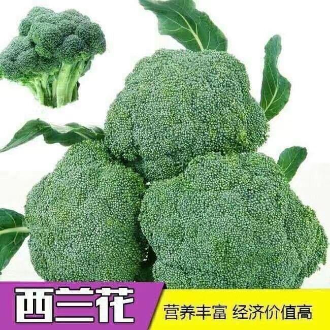 西蓝花子西兰花绿色花菜花椰菜春夏秋播农家蔬菜新鲜蔬菜耐热抗寒图片